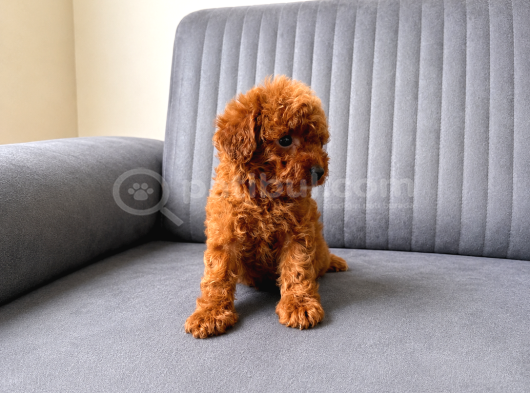 A KALİTE TOY POODLE YAVRULARIMIZ HAZIR