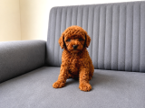 A Kali̇te Toy Poodle Yavrularimiz Hazir