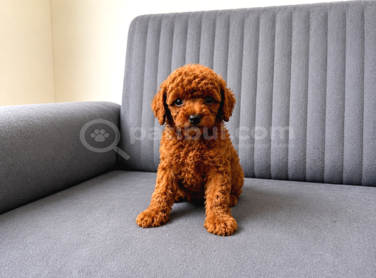 A Kali̇te Toy Poodle Yavrularimiz Hazir görsel
