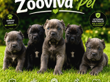 Canecorsa Yavrularımız