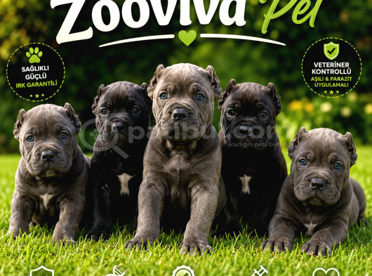 Canecorsa Yavrularımız görsel