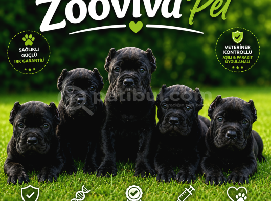 Canecorsa Yavrularımız