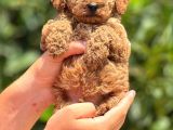 ORJİNAL TOY POODLE TEACUP