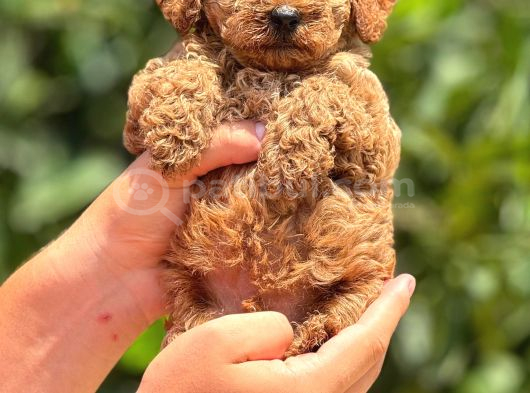 Orji̇nal Toy Poodle Teacup