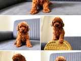 A Kali̇te Toy Poodle Yavrularimiz Hazir