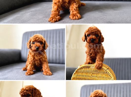 A Kali̇te Toy Poodle Yavrularimiz Hazir görsel