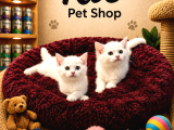 Mükemmel güzellikte beyaz british shorthair yavrularımız