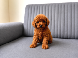 A Kali̇te Toy Poodle Yavrularimiz Hazir