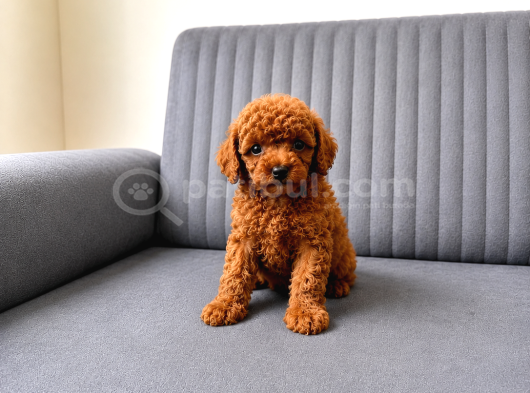 A Kali̇te Toy Poodle Yavrularimiz Hazir görsel