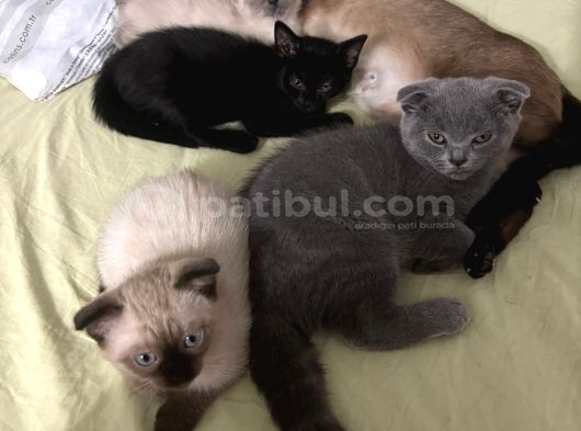 Yavrumuzu Sahiplendiriyoruz görsel