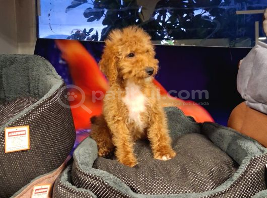 Poodle Ayarinda Maltipo Disi Bebekler görsel