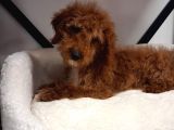 Poodle Ayarinda Maltipo Disi Bebekler