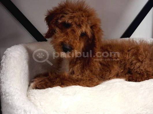 Poodle Ayarinda Maltipo Disi Bebekler görsel