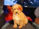 Poodle ayarinda maltipo disi bebekler
