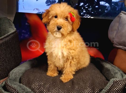 Poodle Ayarinda Maltipo Disi Bebekler görsel