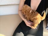 Köpek