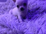 Minicik Fincan Köpekler Teacup Şivava Elma Kafalı