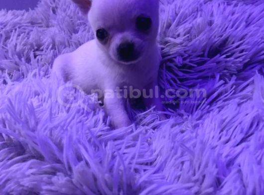 Minicik Fincan Köpekler Teacup Şivava Elma Kafalı görsel
