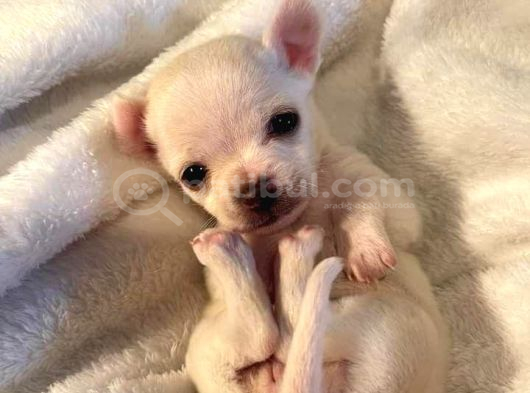 Minicik Fincan Köpekler Teacup Şivava Elma Kafalı