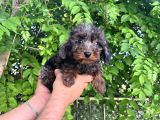 Rengarenk Poodle merle Türkiyenin ilkleri