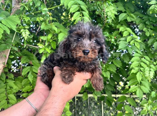 Rengarenk Poodle Merle Türkiyenin Ilkleri