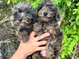 Rengarenk Poodle Merle Türkiyenin Ilkleri