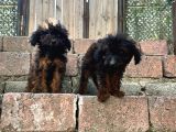 Rengarenk Poodle Merle Türkiyenin Ilkleri