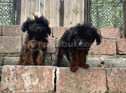 Rengarenk Poodle Merle Türkiyenin Ilkleri görsel