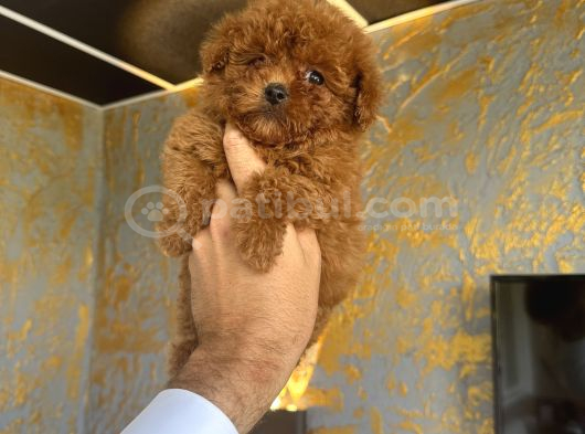 Türkiyenin En Güzel Core Teacup Toy Poodle Bebeği görsel