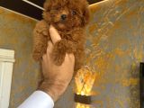 Türkiyenin En Güzel Core Teacup Toy Poodle Bebeği