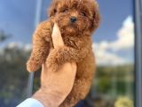 Türkiyenin en güzel core teacup toy poodle bebeği
