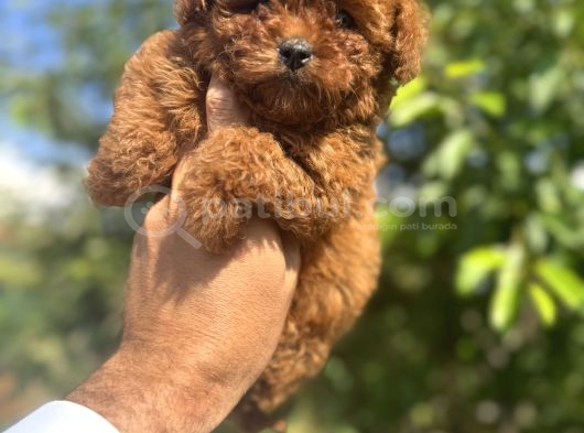 Türkiyenin En Güzel Core Teacup Toy Poodle Bebeği görsel
