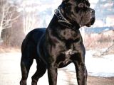 Canecorsa Yavrularımız