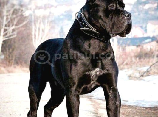 Canecorsa Yavrularımız görsel