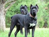 Canecorsa Yavrularımız