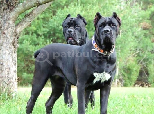 Canecorsa Yavrularımız görsel