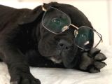 Canecorsa Yavrularımız