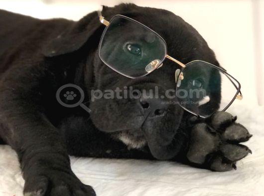 Canecorsa Yavrularımız görsel
