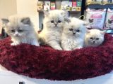 Irkının En Güzellerinden British Blue Point Longhair