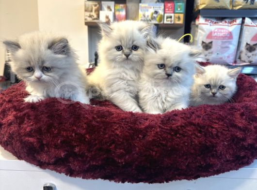 Irkının En Güzellerinden British Blue Point Longhair görsel