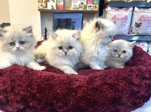 Irkının En Güzellerinden British Blue Point Longhair görsel