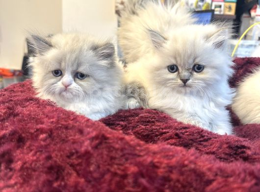 Irkının En Güzellerinden British Blue Point Longhair