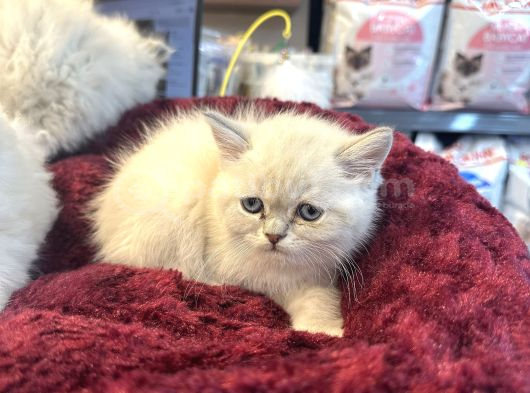 Irkının En Güzellerinden British Blue Point Longhair görsel