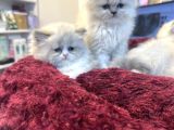 Irkının En Güzellerinden British Blue Point Longhair