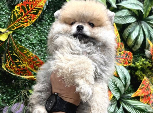 Panda Surat Pomerian Boo Ankara