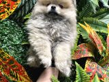 Panda Surat Pomerian Boo Ankara