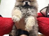 Panda Surat Pomerian Boo Ankara