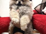 Panda Surat Pomerian Boo Ankara