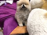 Panda Surat Pomerian Boo Ankara
