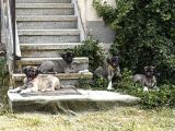 Anadolu Çoban Köpeği
